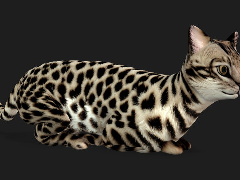LeopardCat-A2 3D Model