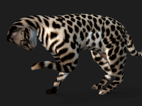 LeopardCat-A2 3D Model