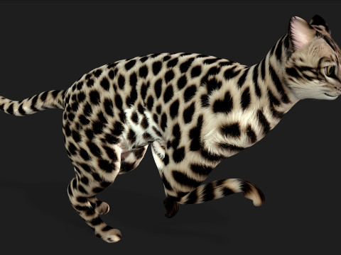 LeopardCat-A2 3D Model