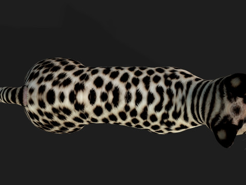 LeopardCat-A2 3D Model