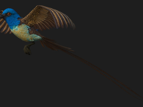 PheasantBirdB1 3D-Modell