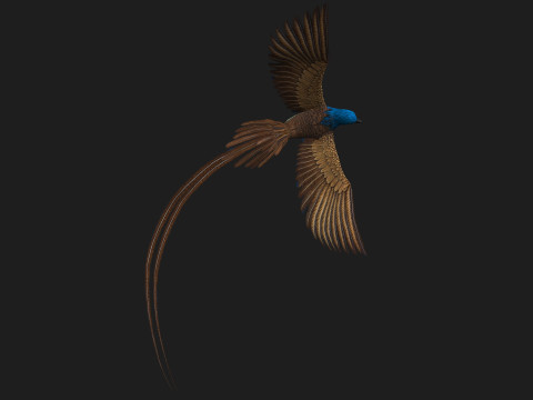 PheasantBirdB1 3D-Modell