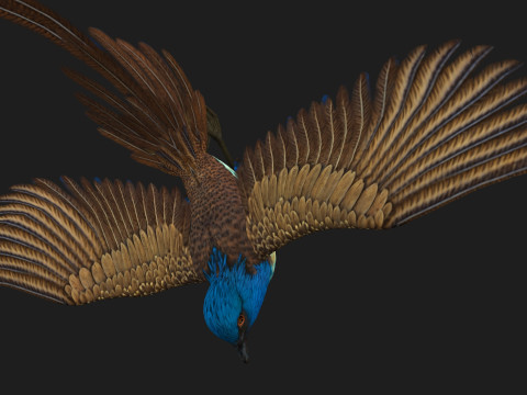 PheasantBirdB1 3D-Modell