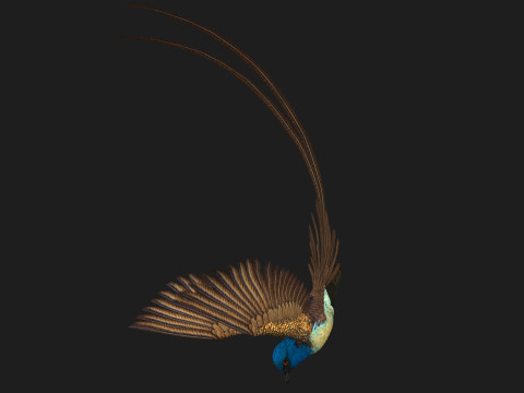 PheasantBirdB1 3D-Modell