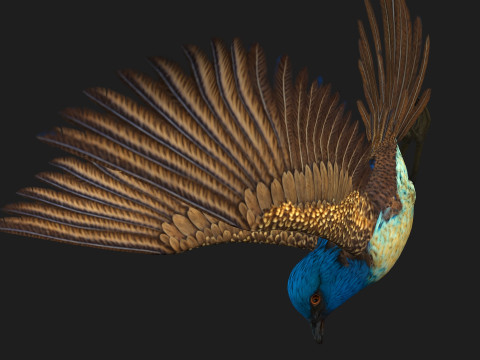 PheasantBirdB1 3D-Modell
