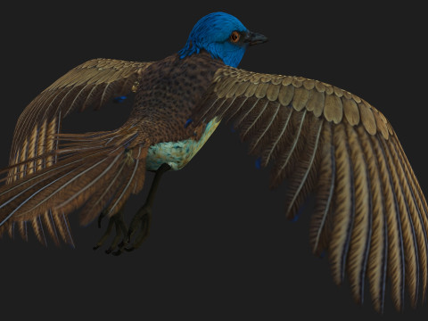 PheasantBirdB1 3D-Modell