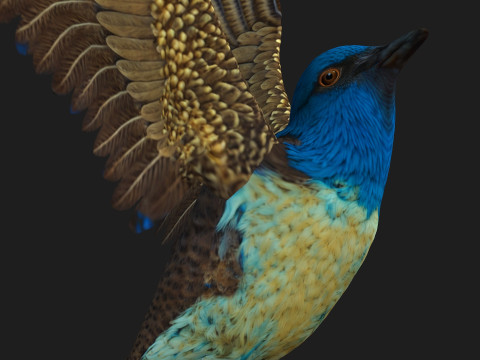PheasantBirdB1 3D-Modell
