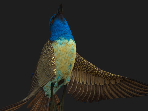 PheasantBirdB1 3D-Modell