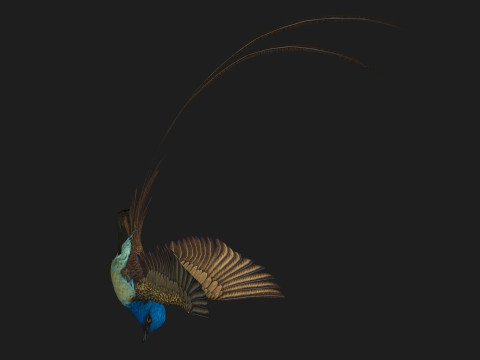 PheasantBirdB1 3D-Modell