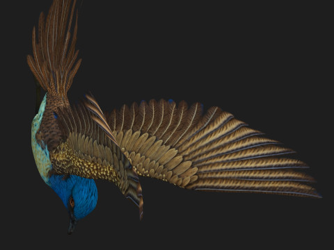 PheasantBirdB1 3D-Modell