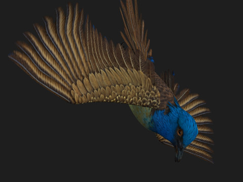 PheasantBirdB1 3D-Modell