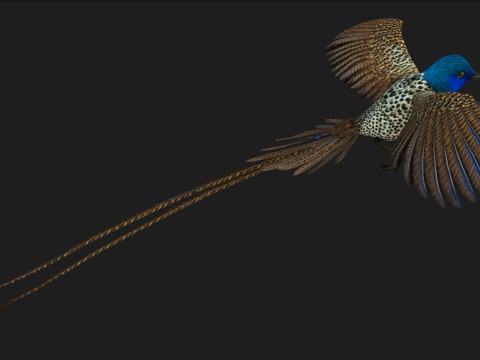 PheasantBirdB2 3D 模型