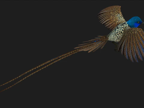 FagianoUccelloB2 Modello 3D