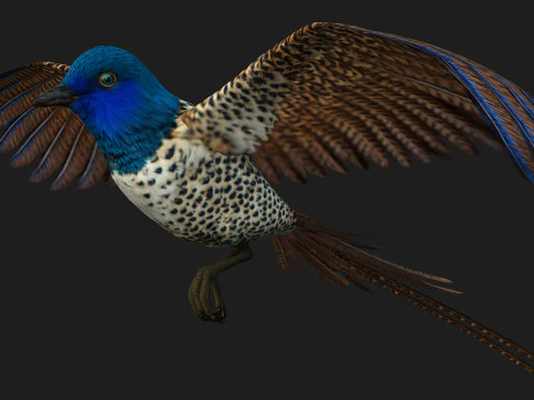 FagianoUccelloB2 Modello 3D