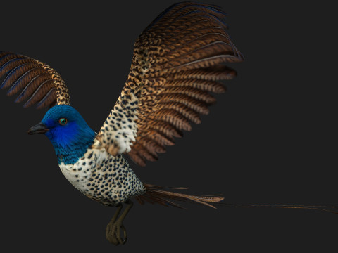 PheasantBirdB2 3D 模型