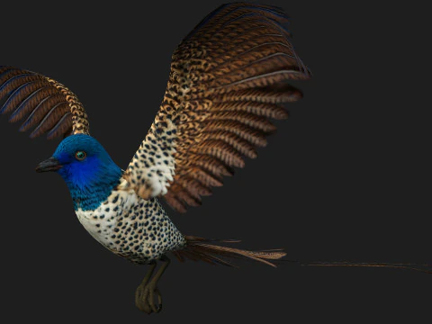 FagianoUccelloB2 Modello 3D