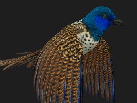 FagianoUccelloB2 Modello 3D