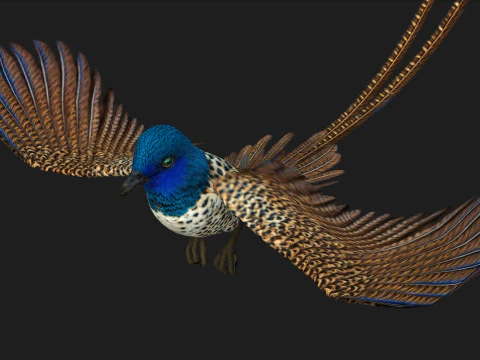 FagianoUccelloB2 Modello 3D