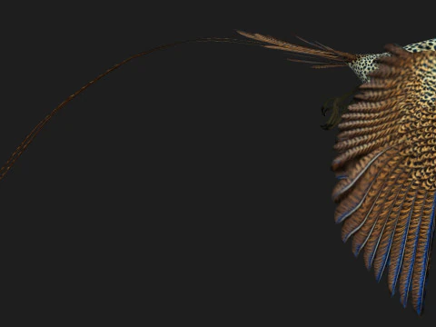 FagianoUccelloB2 Modello 3D