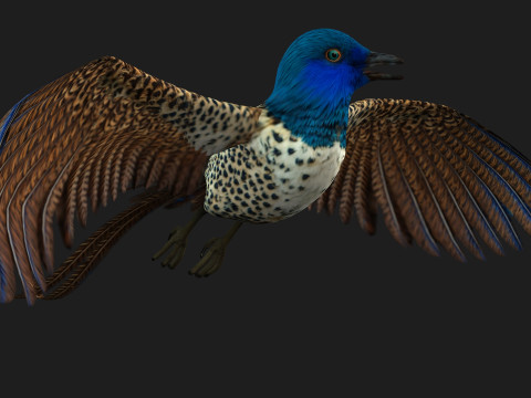 PheasantBirdB2 3D 模型