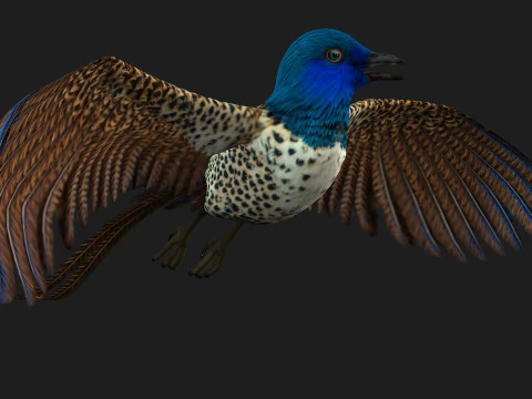 FagianoUccelloB2 Modello 3D