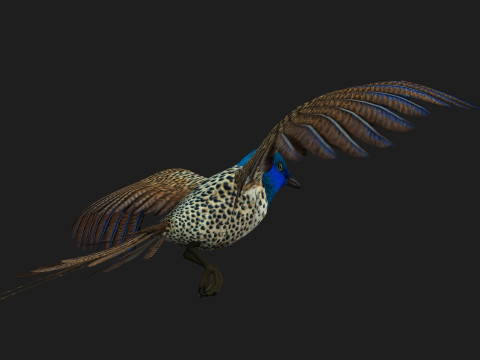 PheasantBirdB2 3D 模型