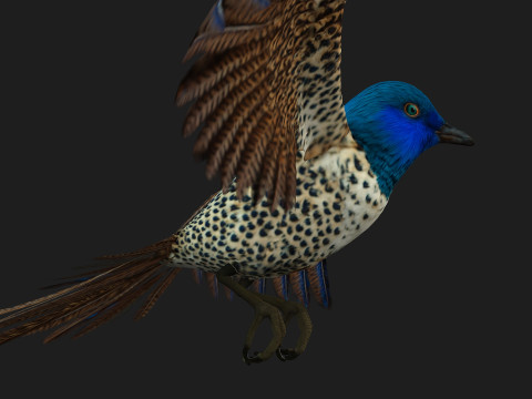 PheasantBirdB2 3D 模型