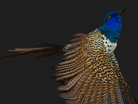 FagianoUccelloB2 Modello 3D