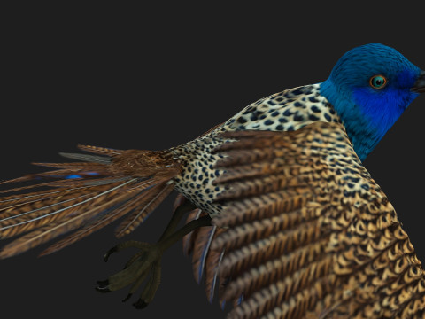 PheasantBirdB2 3D 模型
