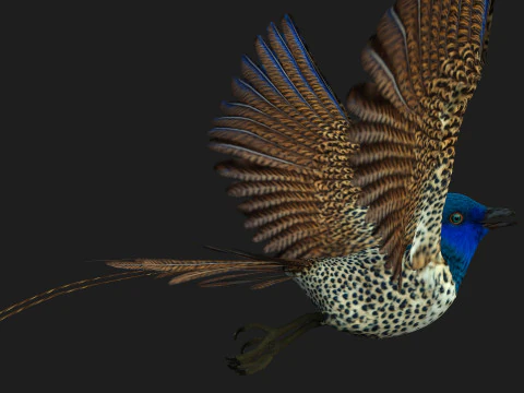 FagianoUccelloB2 Modello 3D