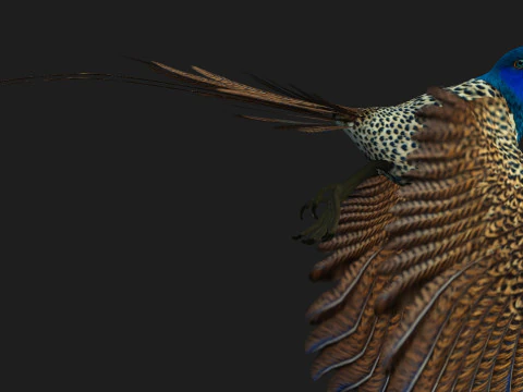 FagianoUccelloB2 Modello 3D