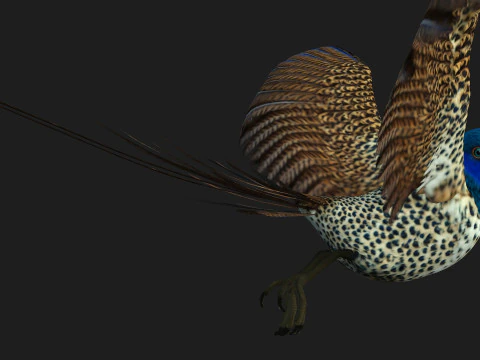 FagianoUccelloB2 Modello 3D