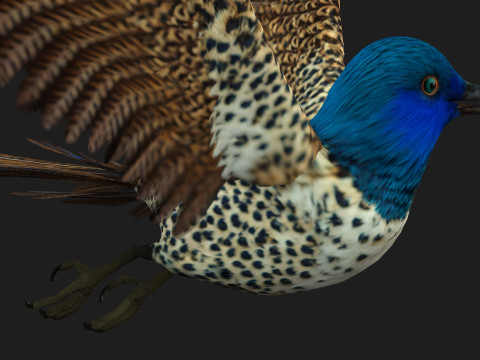 PheasantBirdB2 3D 模型