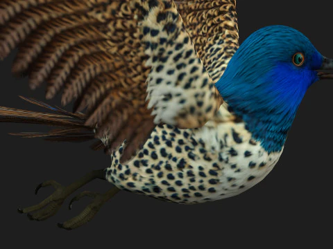 FagianoUccelloB2 Modello 3D