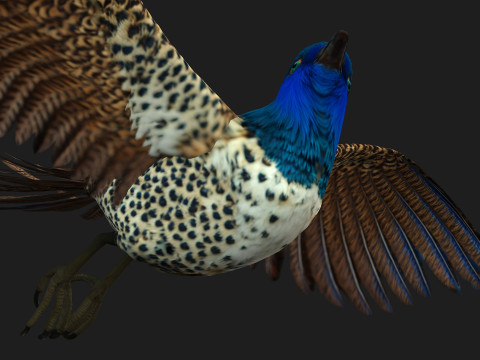 PheasantBirdB2 3D 模型