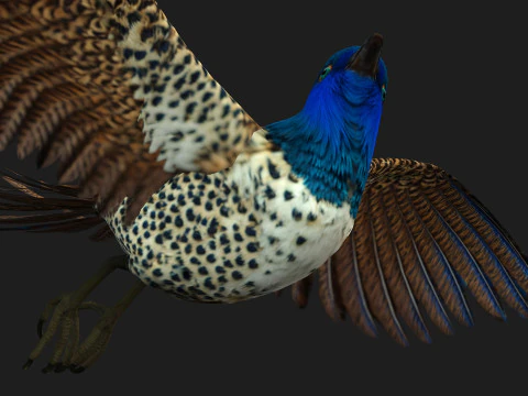 FagianoUccelloB2 Modello 3D