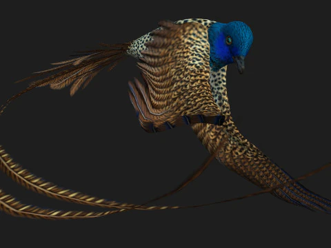 FagianoUccelloB2 Modello 3D