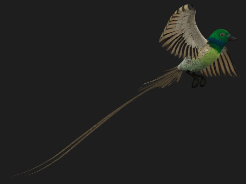 PheasantBirdB3 Modèle 3D