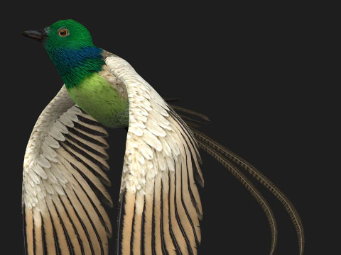 FasanVogelB3 3D Modell