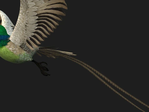 FasanVogelB3 3D Modell