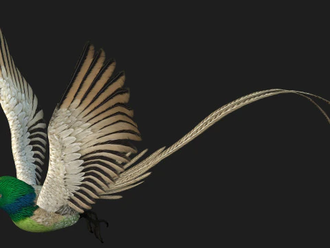 FasanVogelB3 3D Modell