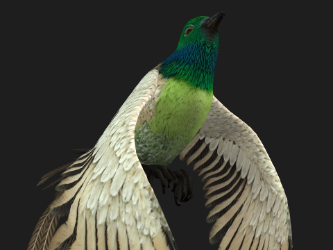PheasantBirdB3 Modèle 3D