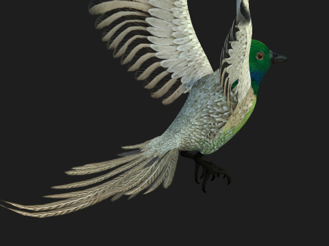 PheasantBirdB3 Modèle 3D