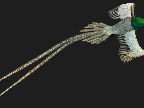 PheasantBirdB3 Modèle 3D