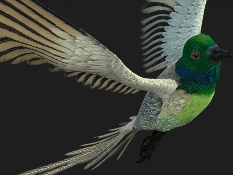 FasanVogelB3 3D Modell