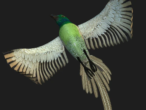 FasanVogelB3 3D Modell