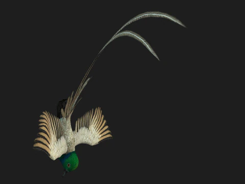 FasanVogelB3 3D Modell