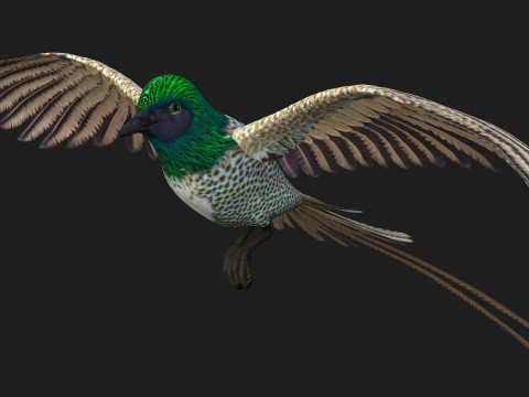 PheasantBirdB4 Modèle 3D