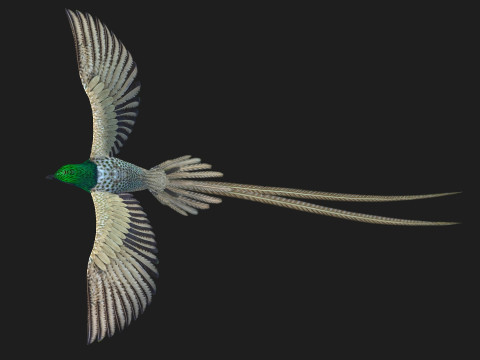 PheasantBirdB4 Modèle 3D