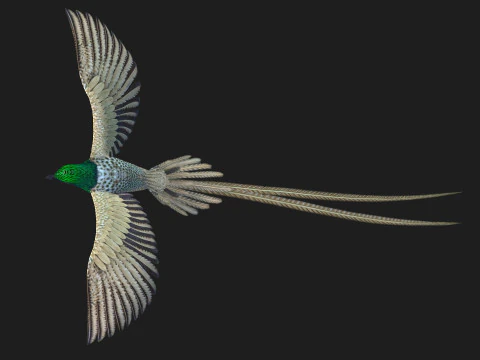 FasanVogelB4 3D Modell